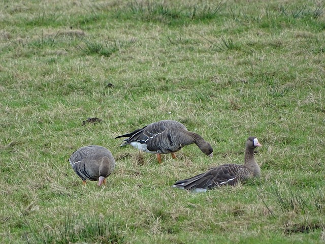 中场的发动 中场的发动