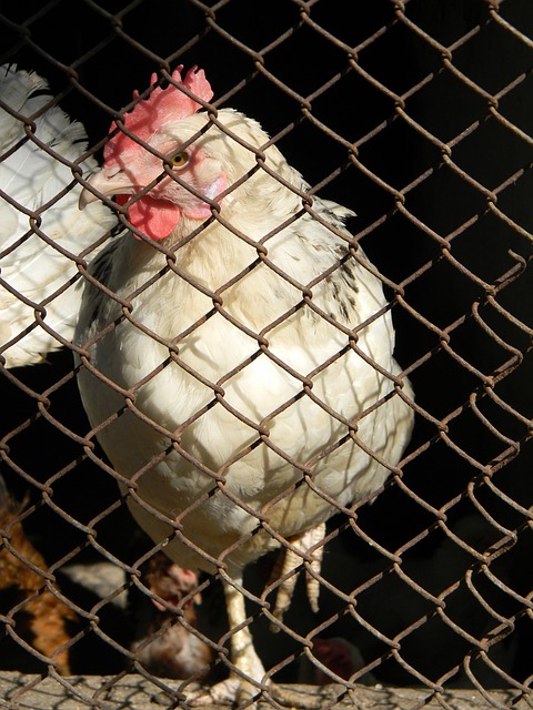 拉倒吧！英媒：阿森纳想要引进尼科，但球员索要30万英镑地周薪.