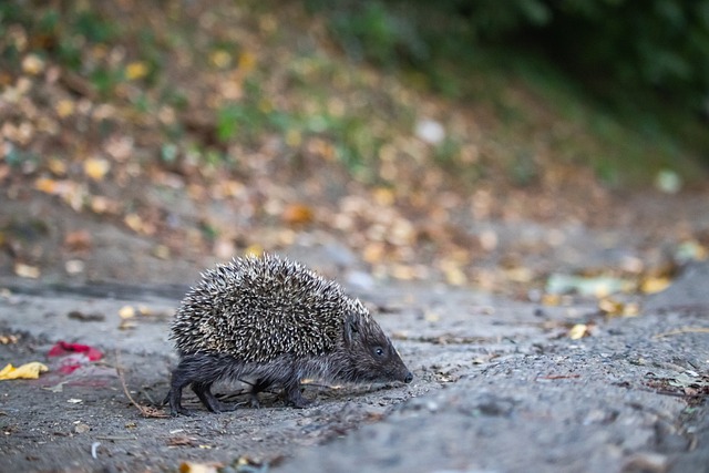 賽場上拼搏 賽場上拼搏
